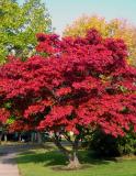 Burning Bush