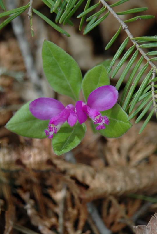 Forest Beauty