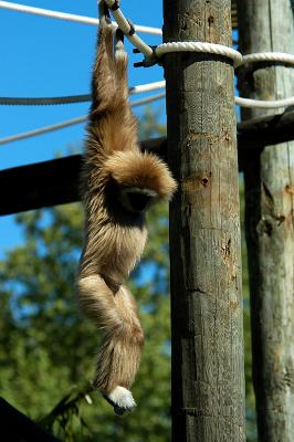 v3/69/576069/3/46933989.Macaco01.jpg
