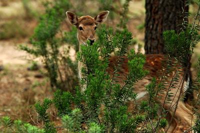 v3/69/576069/3/46979898.Bambi03.jpg