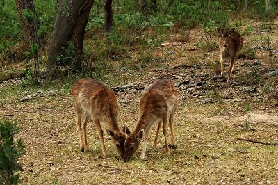 v3/69/576069/3/46979899.Bambi04.jpg