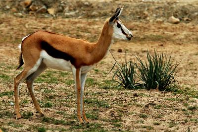 v3/69/576069/3/46979900.Bambi05.jpg