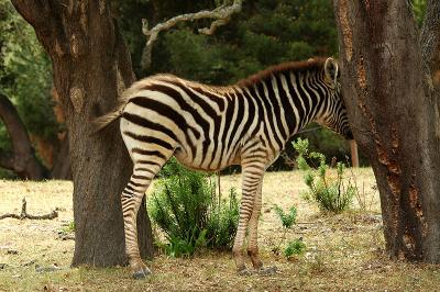 v3/69/576069/3/46980097.Zebra02.jpg