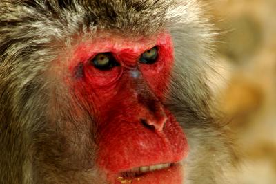 Animais Zoo#02