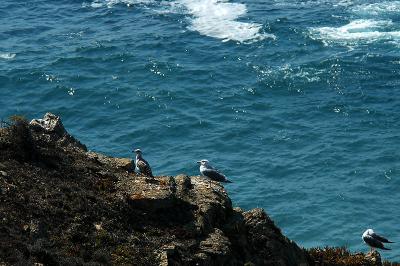 v3/69/576069/3/48211632.Gaivotas01.jpg