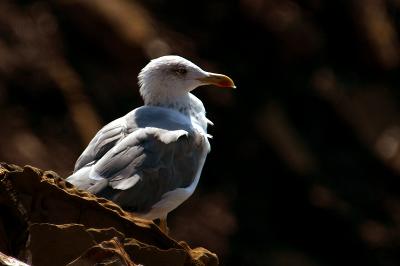 v3/69/576069/3/48211633.Gaivotas02.jpg