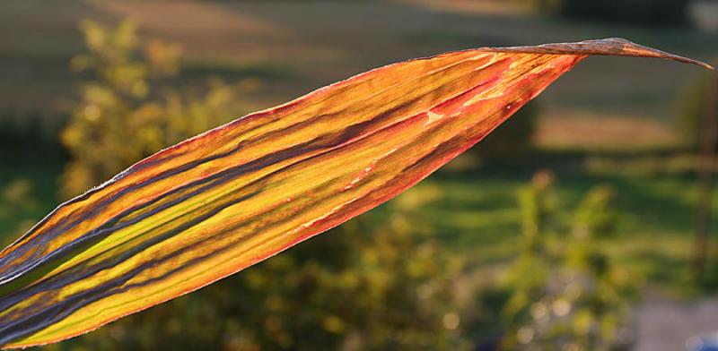Corn leaves in the afternoon.