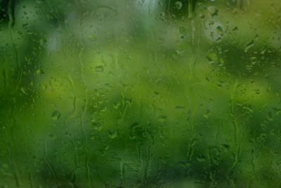 Shrubs through a rainy window