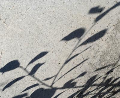 Plants on concrete