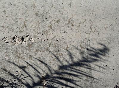 Plants on concrete
