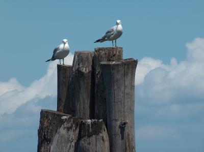 Seagulls and Wharf