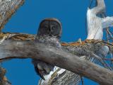 Female Grey Owl