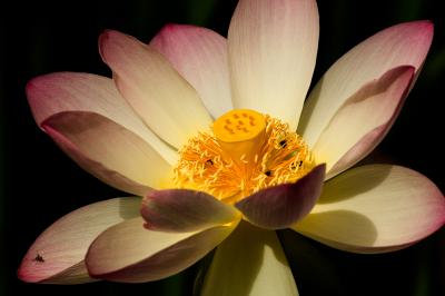 flora
