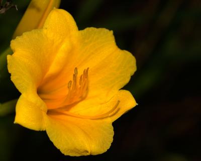 Buttered up Buttercup 1989.jpg