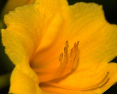 Buttercup medium 1990.jpg