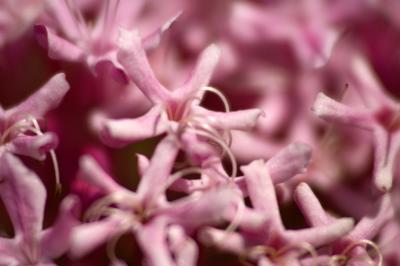 Clerodendrum detail 1808.jpg