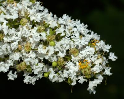 v3/69/6469/3/45923715.CrapeMyrtle1957.jpg
