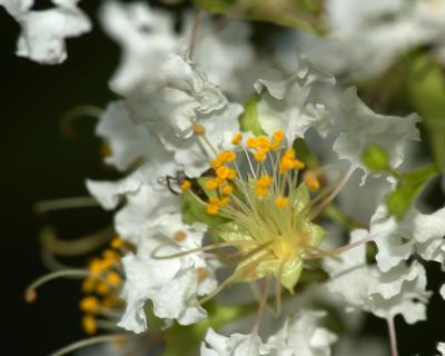 v3/69/6469/3/45923716.CrapeMyrtle1965.jpg