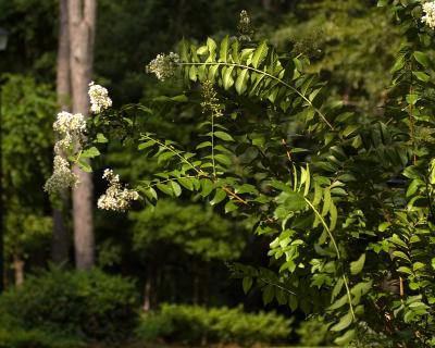 v3/69/6469/3/45923717.CrapeMyrtleOverview2030.jpg