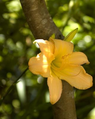 Iris 1832.jpg