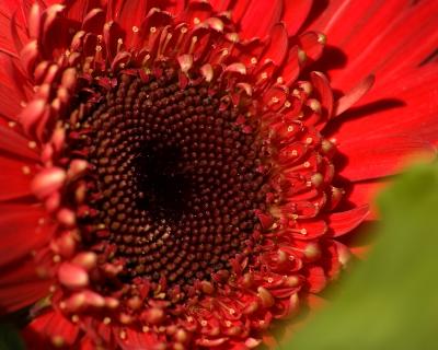 Red Flower 1955.jpg