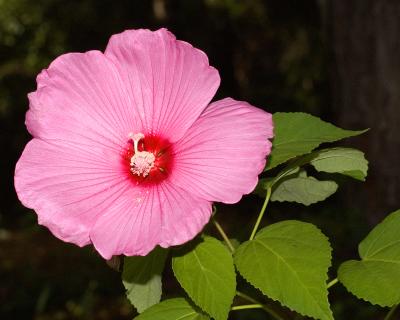 Hibiscus 2050.jpg