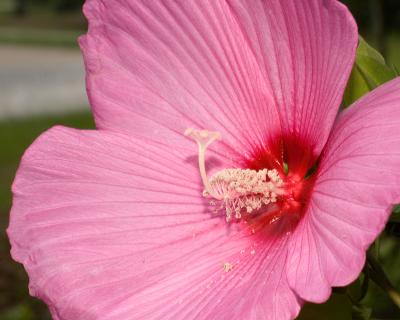 Hibiscus 2081.jpg