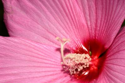 Hibiscus macro 2072.jpg