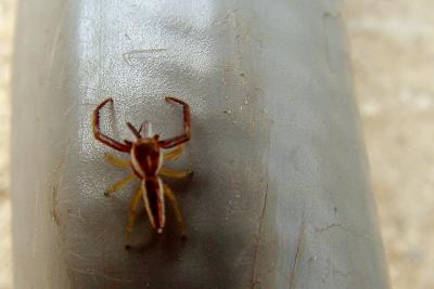 v3/69/6469/3/46338617.JumpingSpider566.jpg