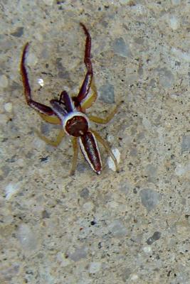 v3/69/6469/3/46338621.JumpingSpider570.jpg