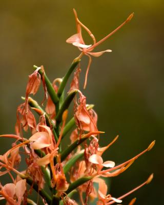 Ginger 2 2175.jpg