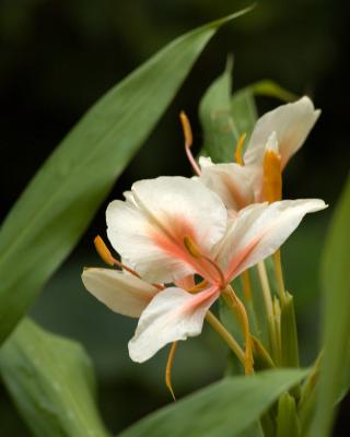 Ginger Bloom 2138.jpg
