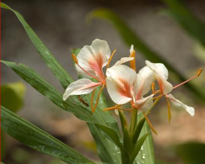 Ginger Bloom2132.jpg