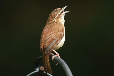 House Wren