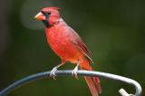 Male Cardinal