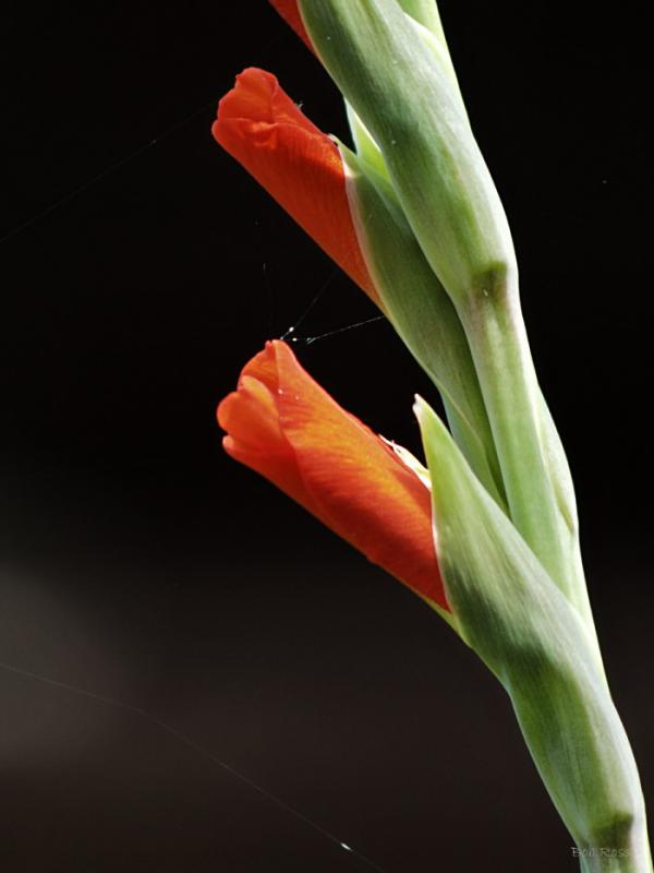 Gladiola939