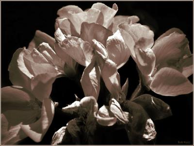 Geranium in B&W