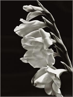 Gladiola984-Platinum