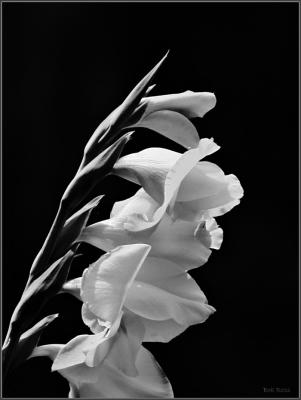 Gladiola993-BW