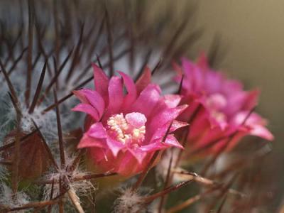 CactusFlwr094