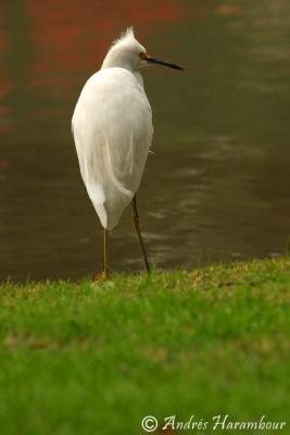 Garza