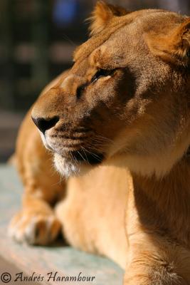 Zoo de Lujn