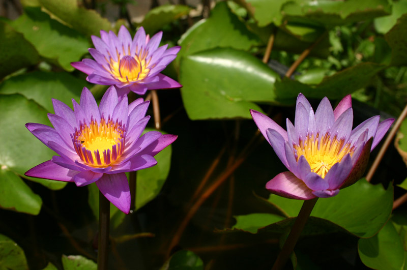 Lotus