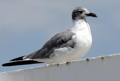 Gull.jpg