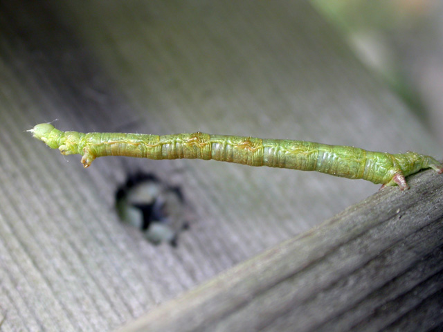 Inch worm