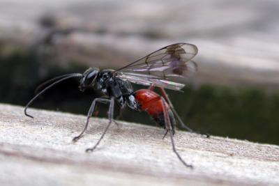 Red Butt Wasp