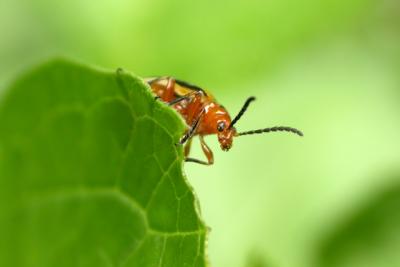 Leaf Beetle