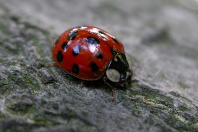 Multi-colored Asian Lady Beetle
