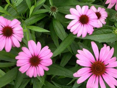 Coneflowers