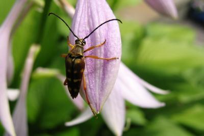 Notch-tipped Flower Longhorn